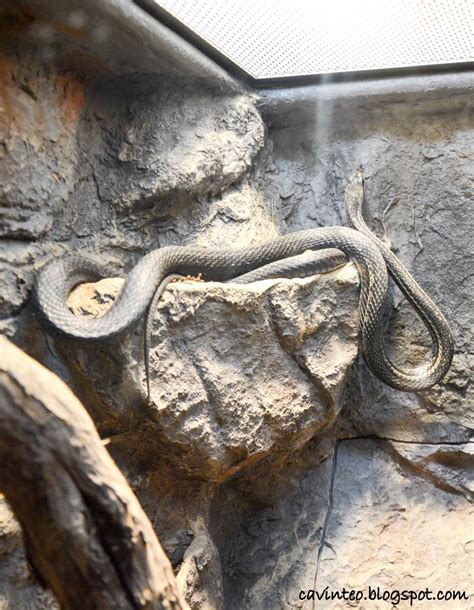 snakes in hokkaido|Reptiles and Amphibians of Hokkaido .